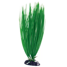 A8011933-8023222029330-PLANT-CLASSIC-ACORUS-SM.jpg