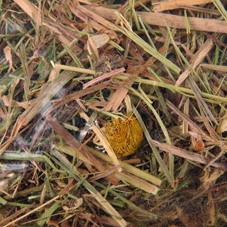 berghooi-met-kamille-500gr