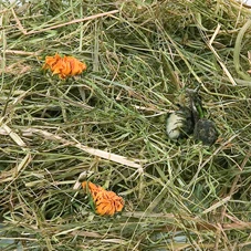 berghooi-met-paardenbloem-500gr
