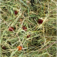 berghooi-met-rozenbottel-500gr
