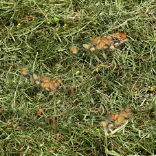 berghooi-met-tarwe-en-mais-500gr
