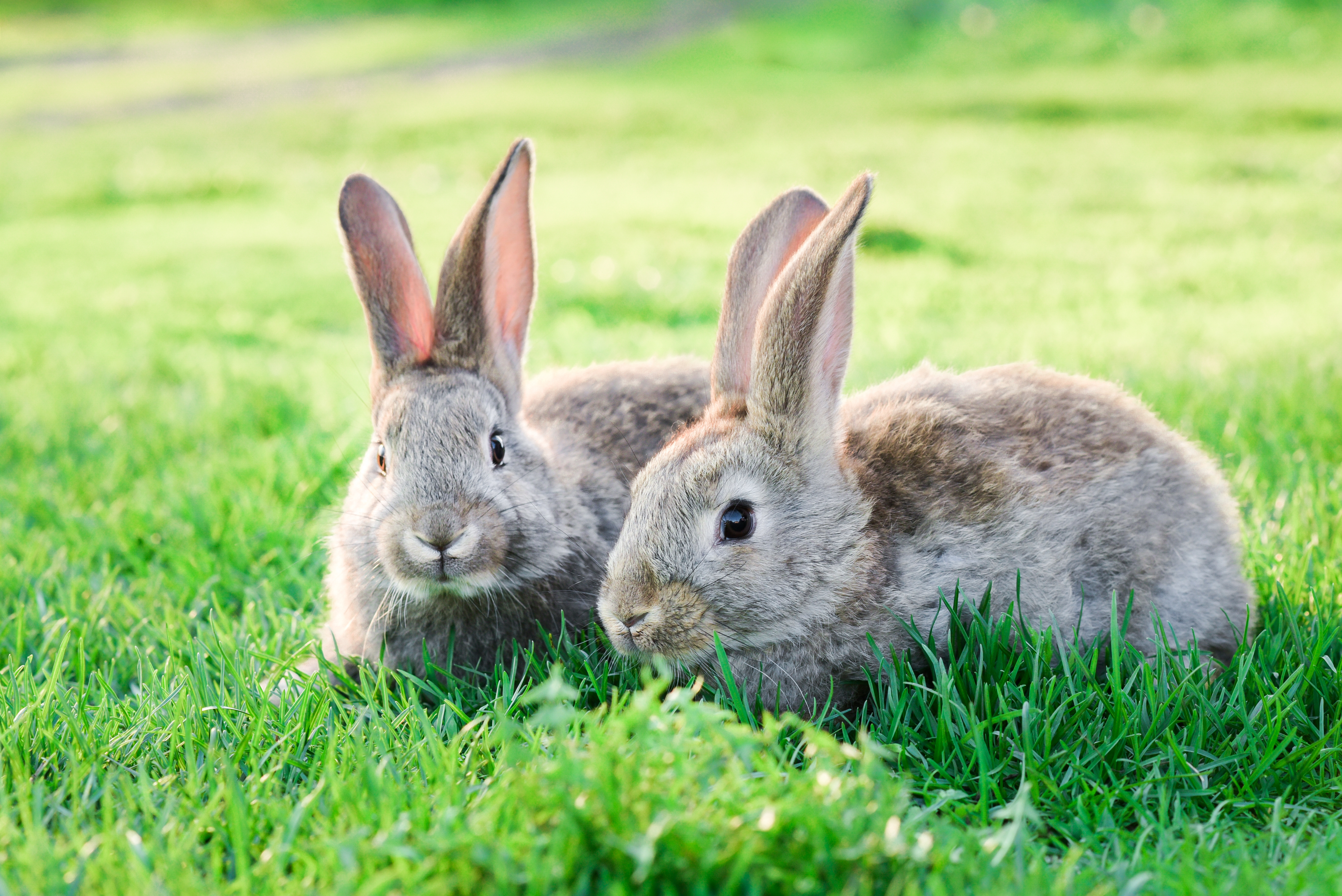 2 konijnen in gras
