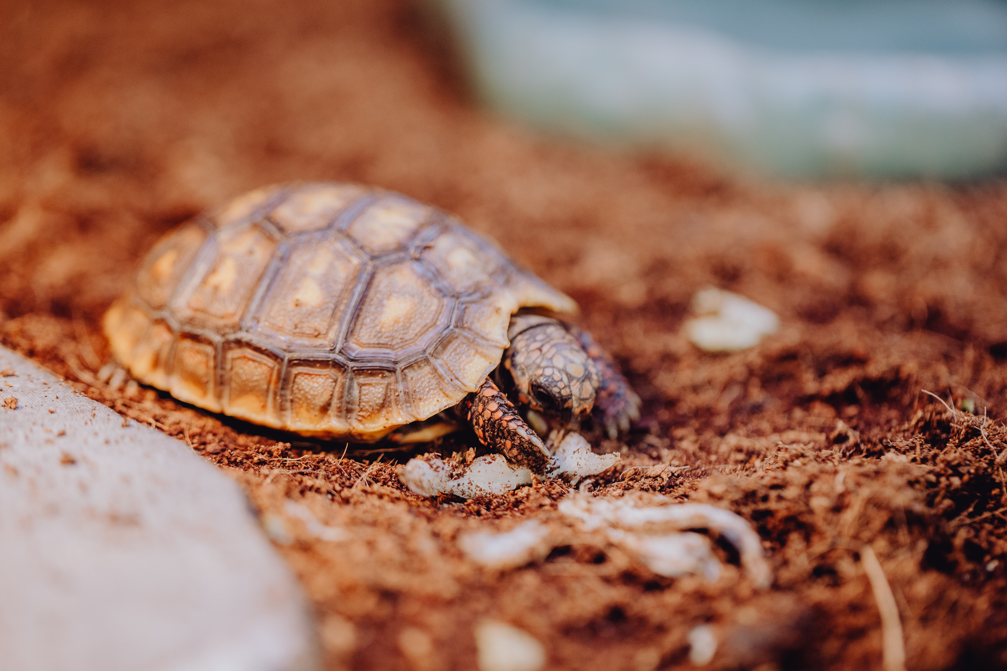 schildpad in terrarium
