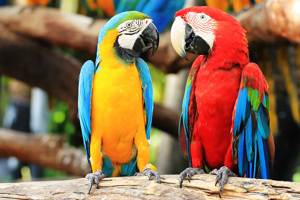 2 papegaaien op een stok