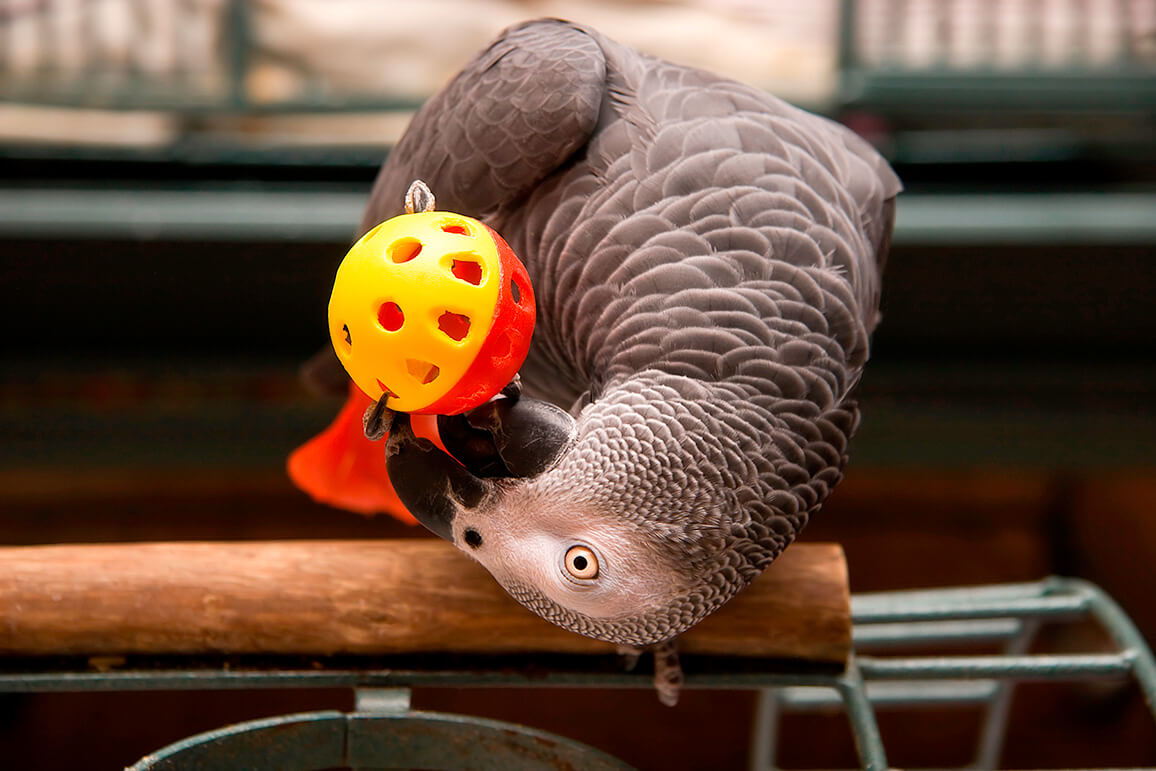 grijze papegaai met speeltje