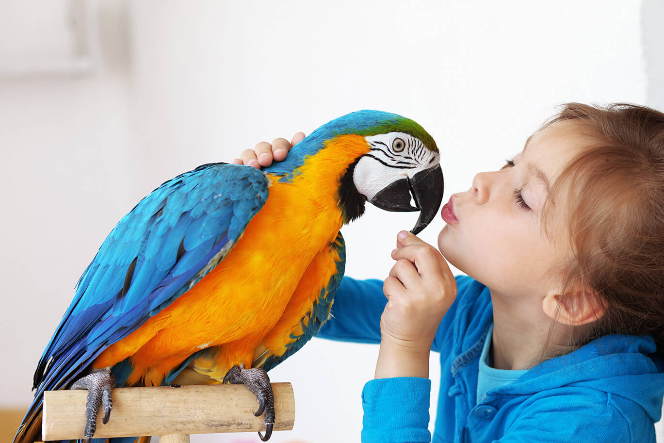 kind geeft papegaai zoen op de bek