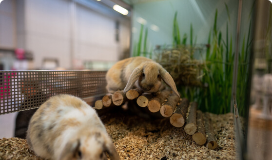 2 schattige konijntjes in kooi - winkel Duponzoo