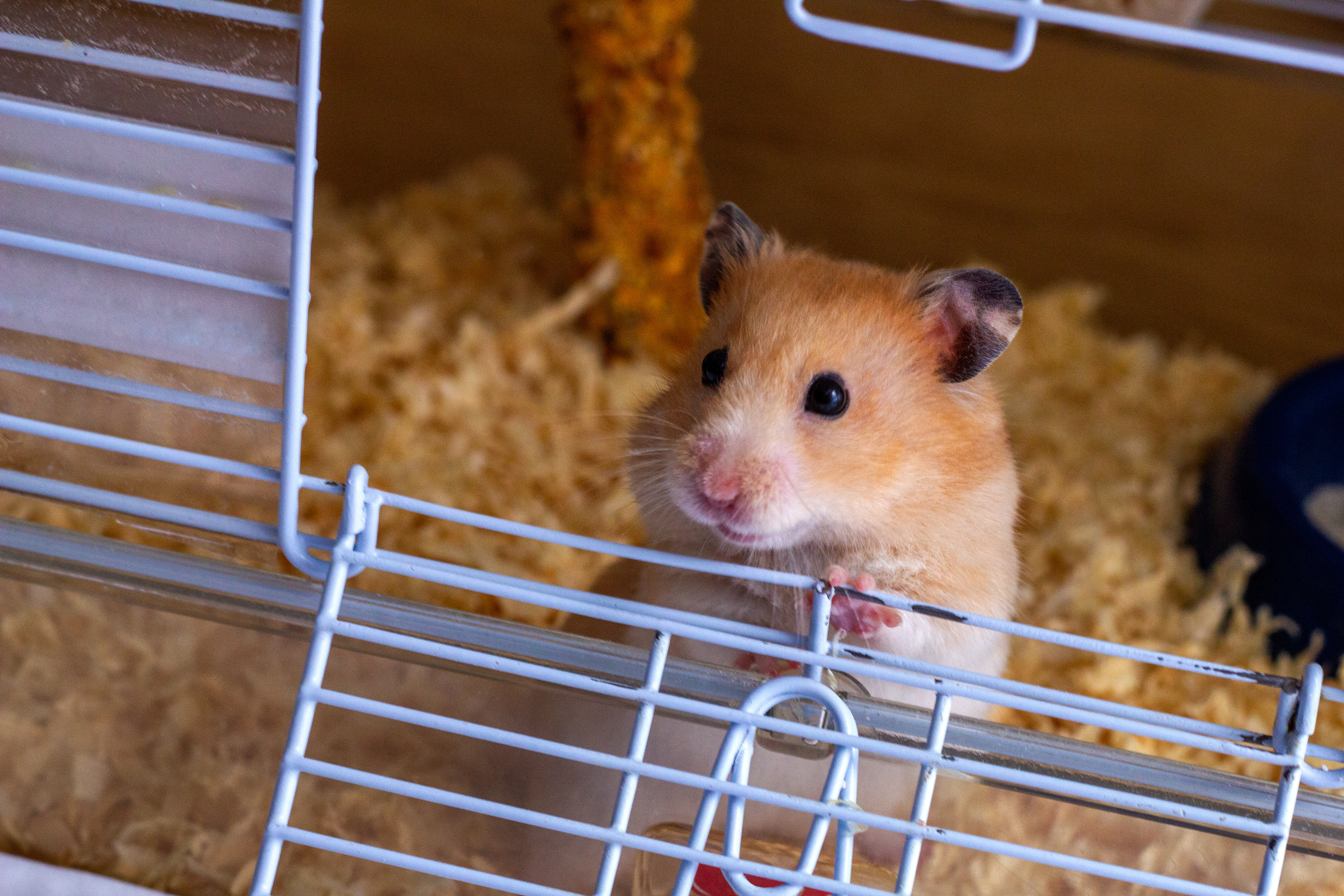 hamster in kooi